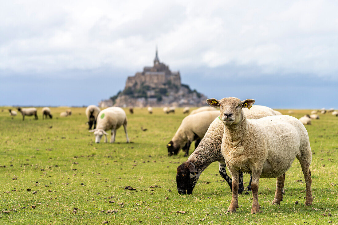 Schafe vor dem Klosterberg Mont Saint-Michel, Le Mont-Saint-Michel, Normandie, Frankreich 