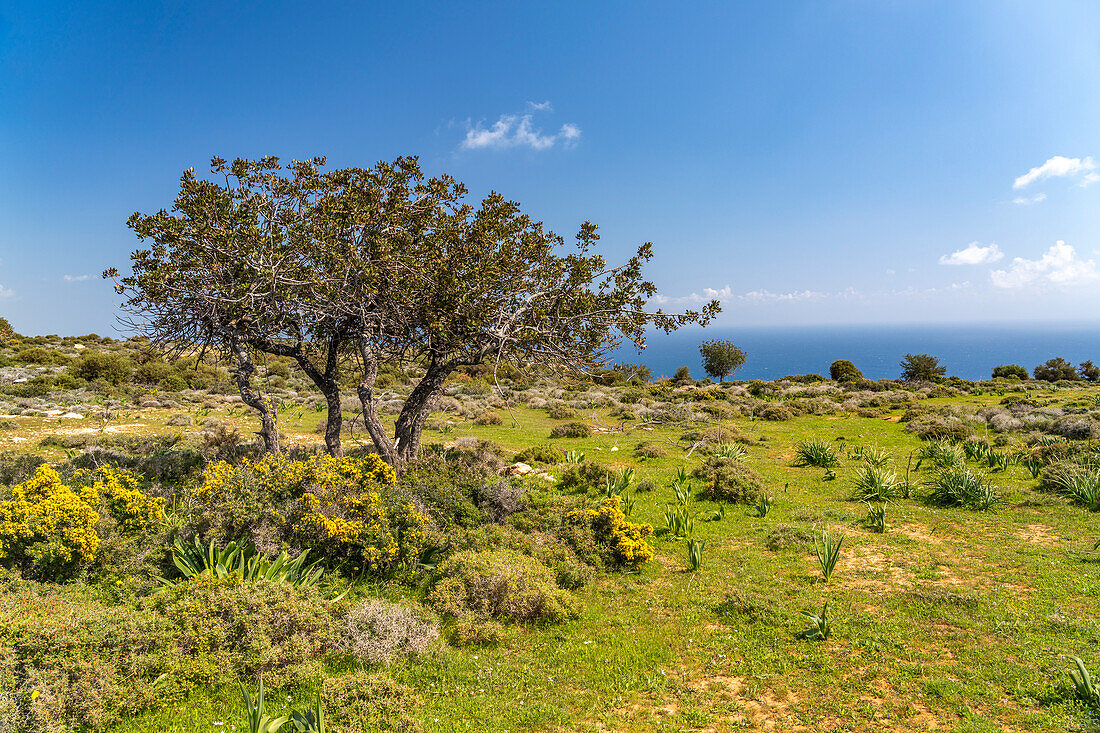 Landschaft am Kap Aspro bei Pissouri, Zypern, Europa  