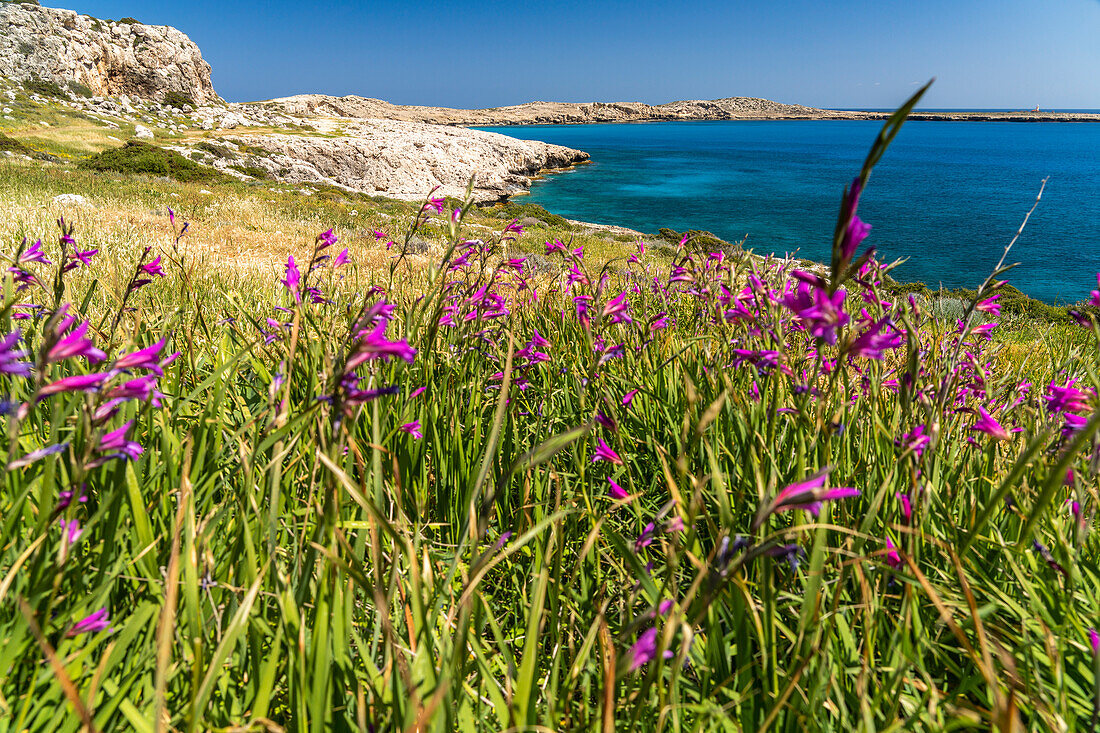 Spring flowers Italian Gladiolus in the landscape of Cape Greco Peninsula, Agia Napa, Cyprus, Europe