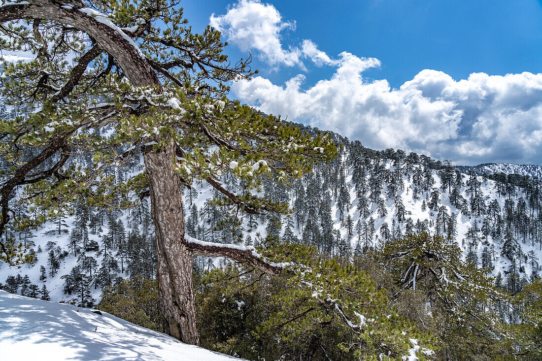 Verschneite Landschaft im Troodos-Gebirge in Trodoos,  Zypern, Europa
