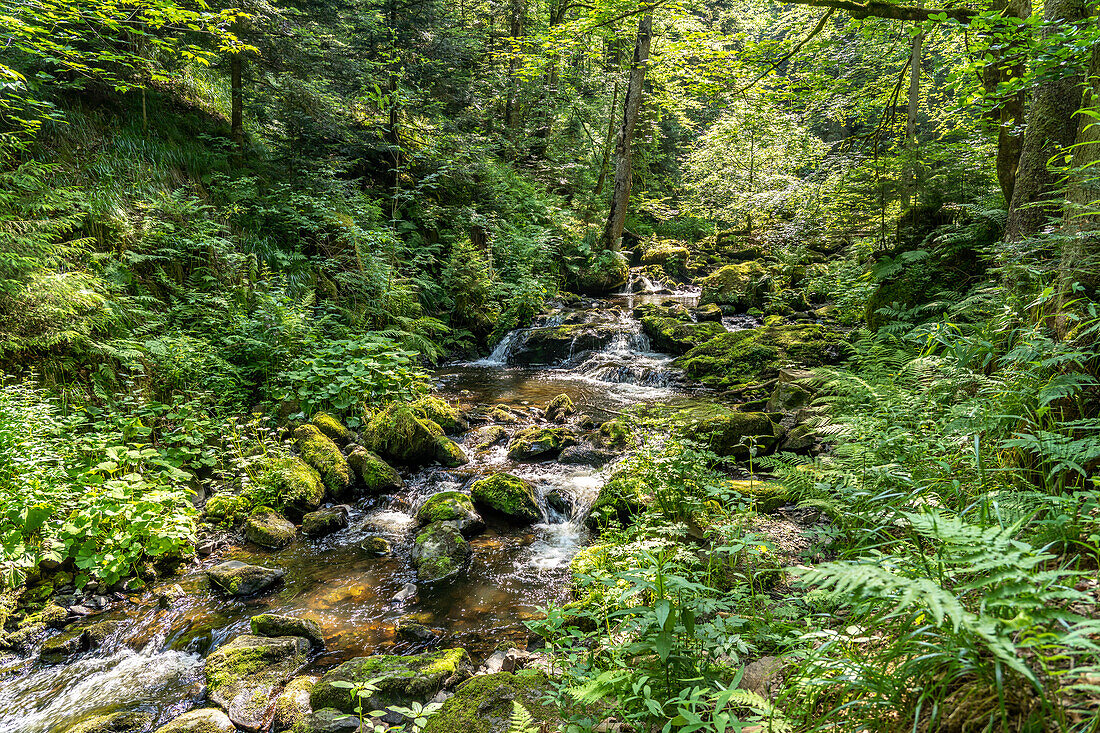 In the Ravenna Gorge near Breitnau, Black Forest, Baden-Württemberg, Germany