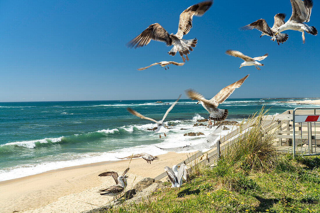Seagulls on Praia das Caxinas beach, Vila do Conde, Portugal, Europe