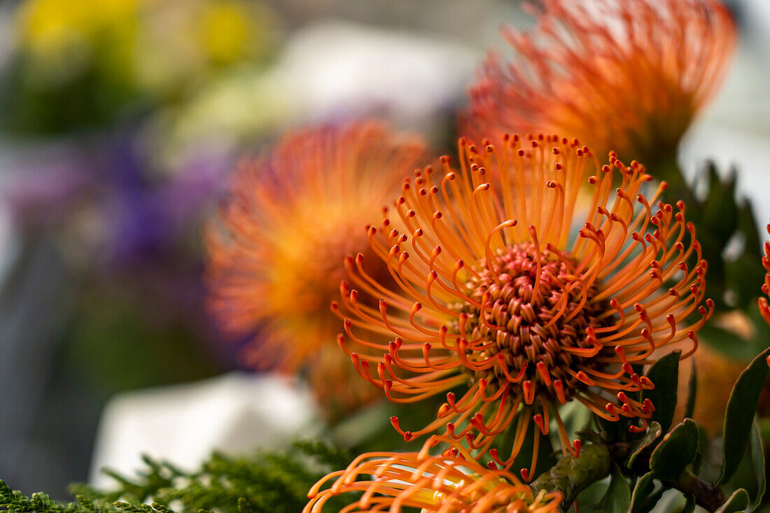 Red pincushion flower, Leucospermum cordifolium