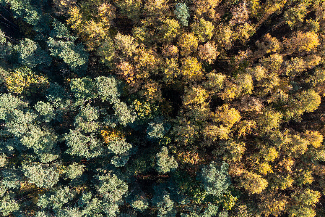 Discolored treetops, forest in autumn, Drosedow, Wustrow, Mecklenburg-West Pomerania, Germany