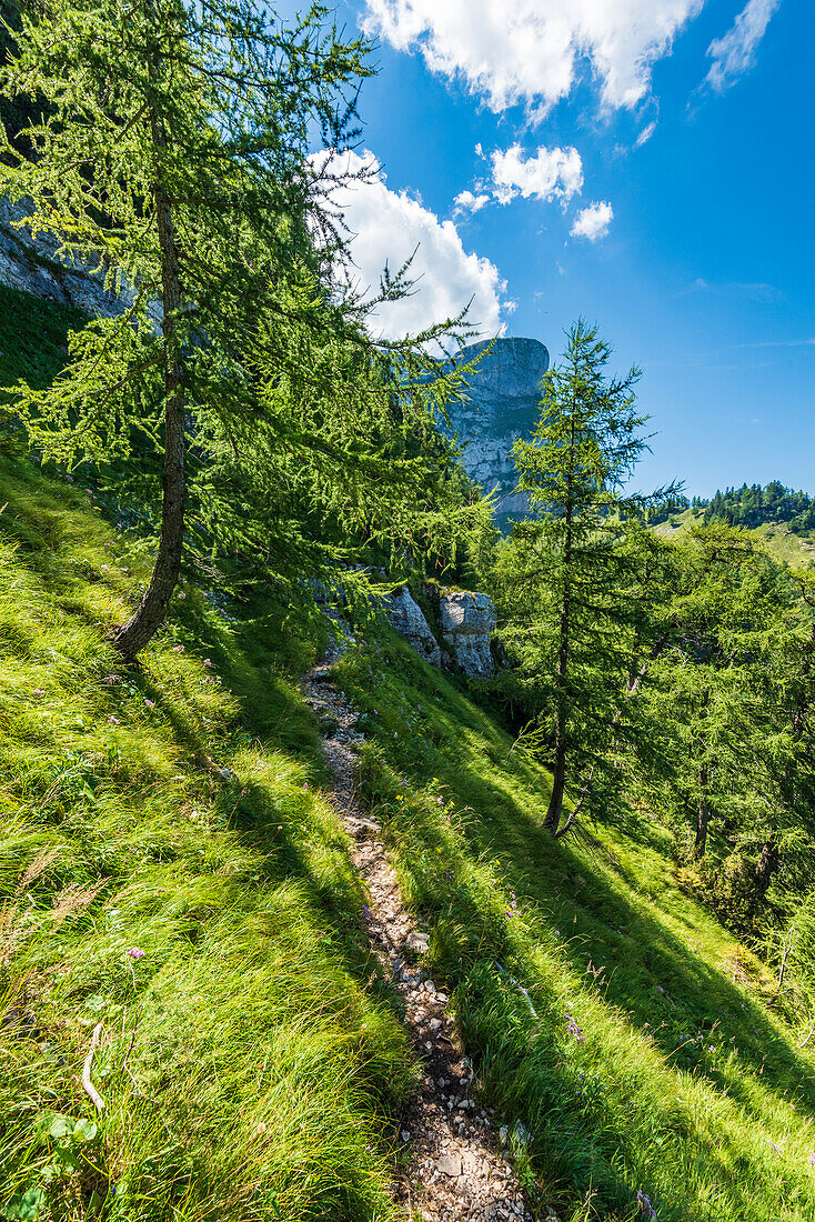 Hiking trail with larch trees on Schafberg, Salzkammergut, Austria