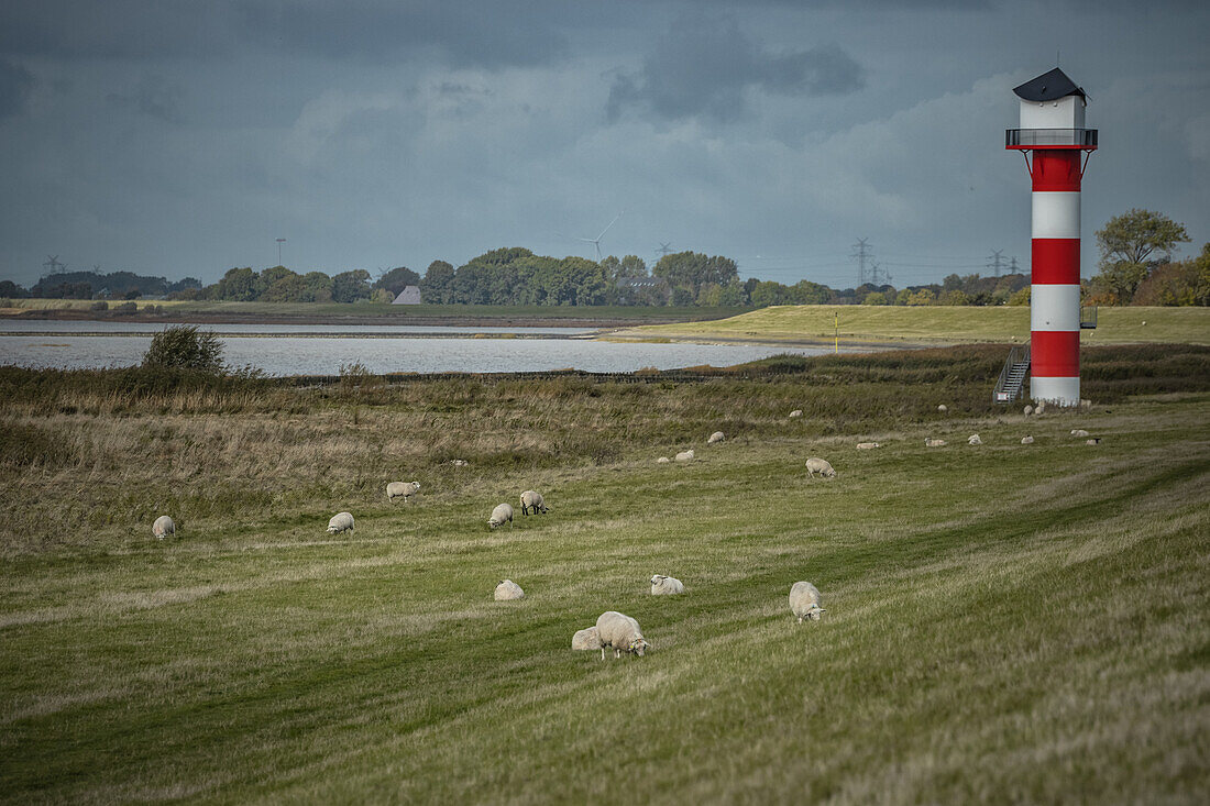 Glückstadt lighthouse and sheep on the dyke