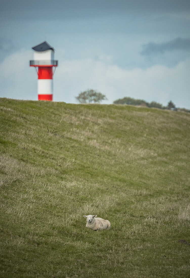 Leuchtturm Unterfeuer Glückstadt mit einem Schaf im Vordergrund, Schleswig-Holstein, Deutschland