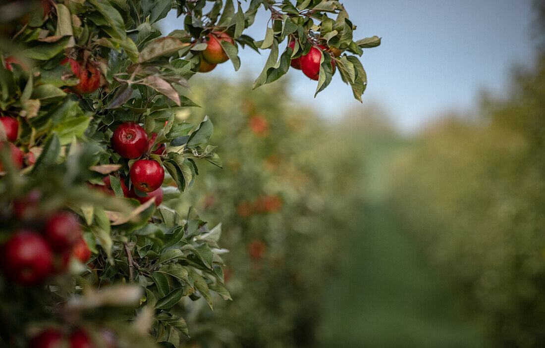 Rote Äpfel an einem Apfelbaum im Alten Land