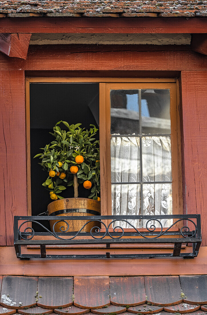 Mandarin tree in the open window