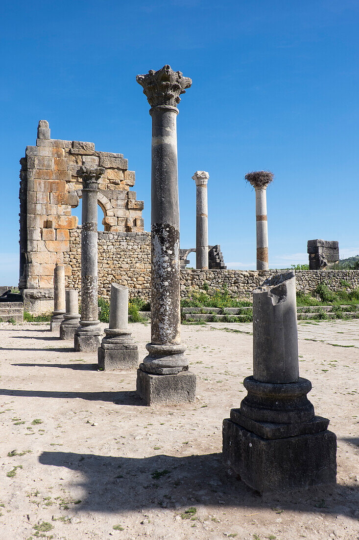 Marokko. Steinsäulen und Reste eines Bogens bei den römischen Ruinen von Volubilis.