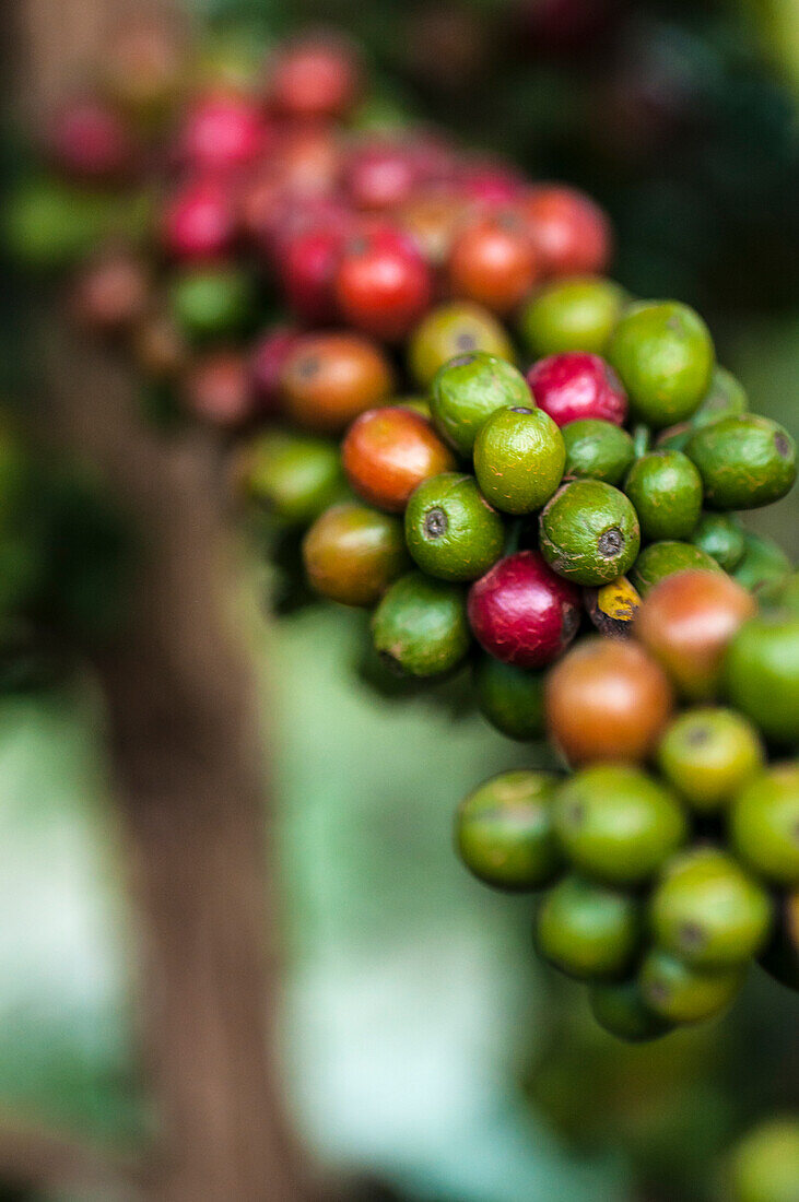 Afrika, Arusha, Tansania, Kaffeeplantage