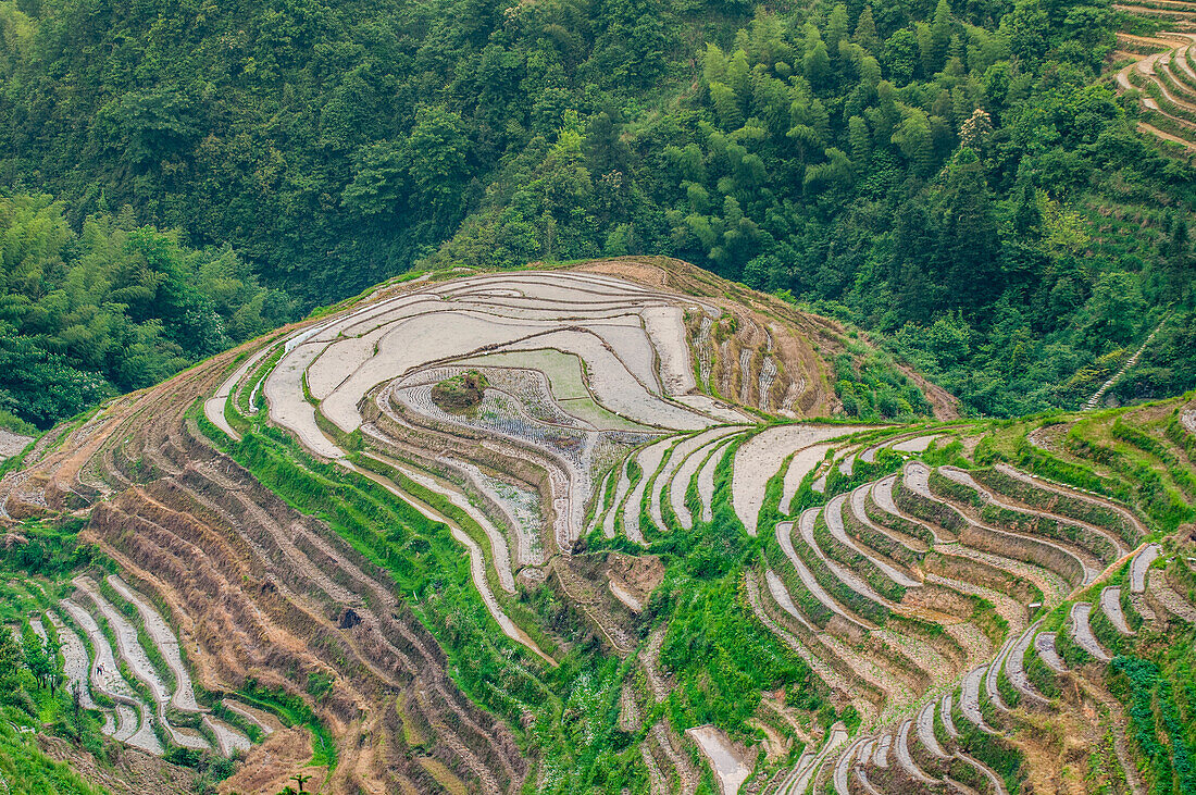 Dragon Spine Rice Terraces Longsheng, China.