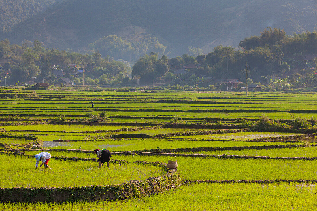 Vietnam, Thuan Chau, Reisfelder