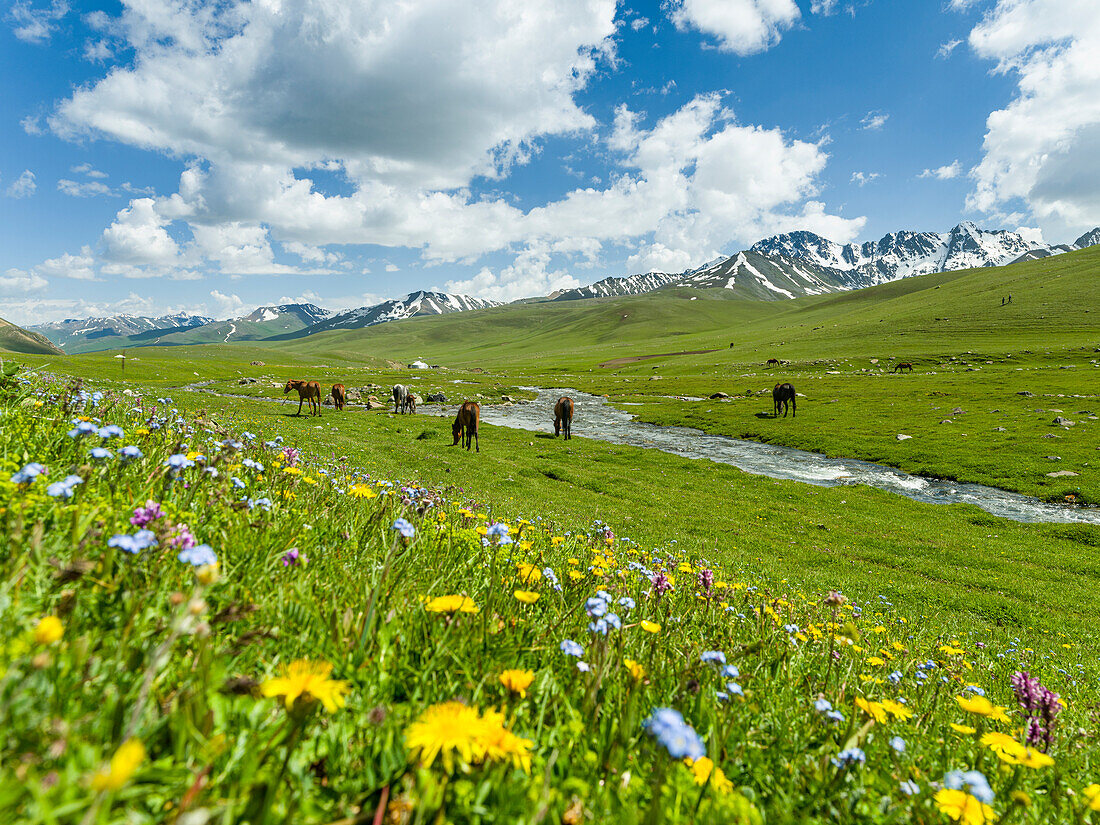 Horses on summer pasture. The Suusamyr plain, a high valley in Tien Shan Mountains, Kyrgyzstan