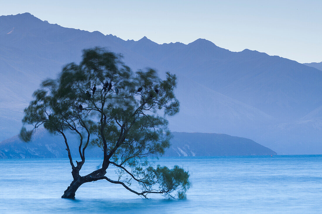 New Zealand, South Island, Otago, Wanaka, Lake Wanaka, solitary tree, dusk