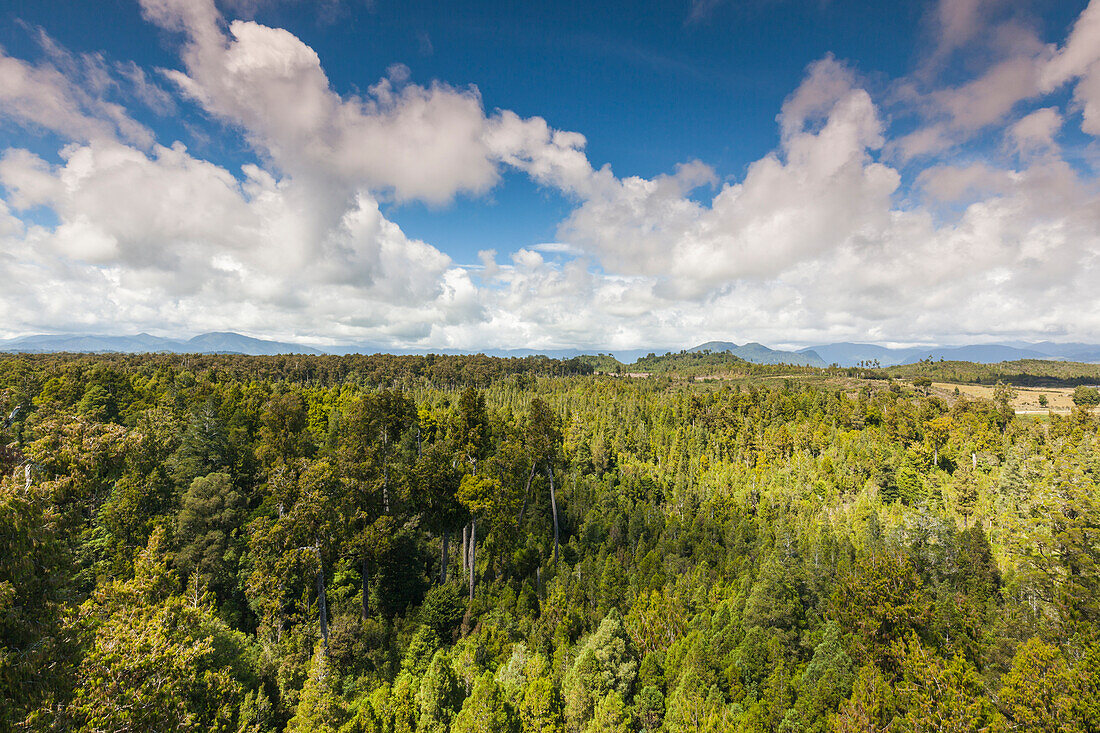 New Zealand, South Island, West Coast, Hokitika, West Coast Treetops Walkway, elevated steel walkway 20 meters above the forest, forest view