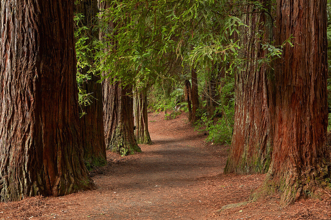 Walking track through The Redwoods (Whakarewarewa Forest), Rotorua, North Island, New Zealand