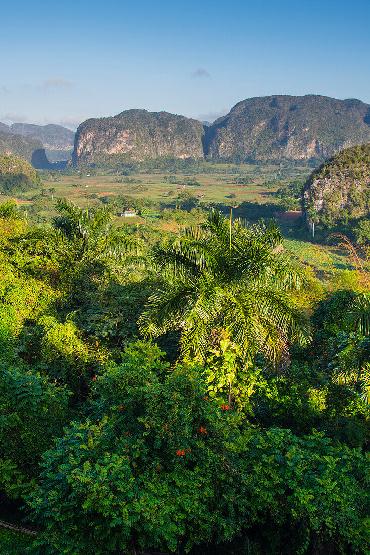 Kuba. Pinar del Río. Vinales. Das Vinales-Tal am frühen Morgen.