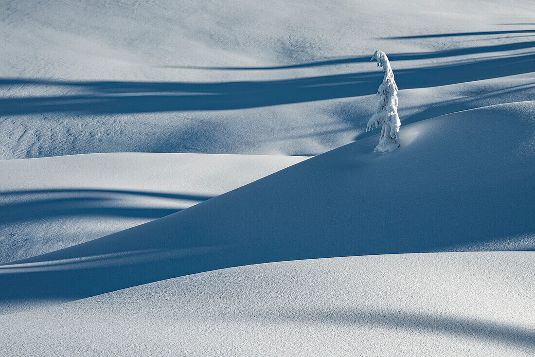 Canada, British Columbia, Callaghan Valley. Lone tree after fresh snowfall.