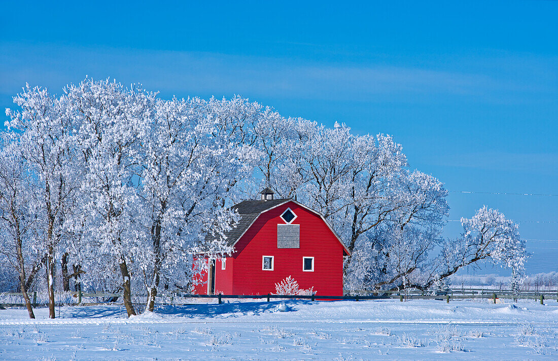 Canada, Manitoba, Deacon's Corner. Red barn surrounded by trees covered with hoarfrost