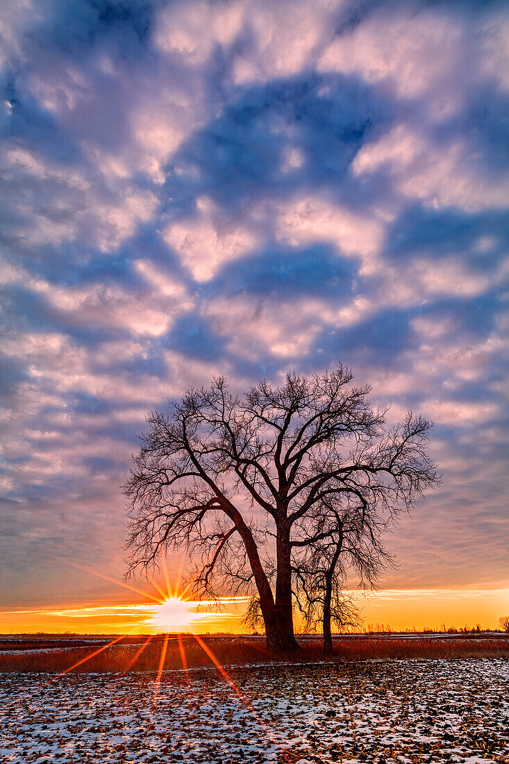 Canada, Manitoba, Grande Pointe. Cottonwood tree and clouds at sunset.