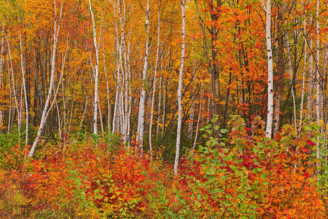 Kanada, New Brunswick, Gagetown. Akadischer Wald im Herbstlaub