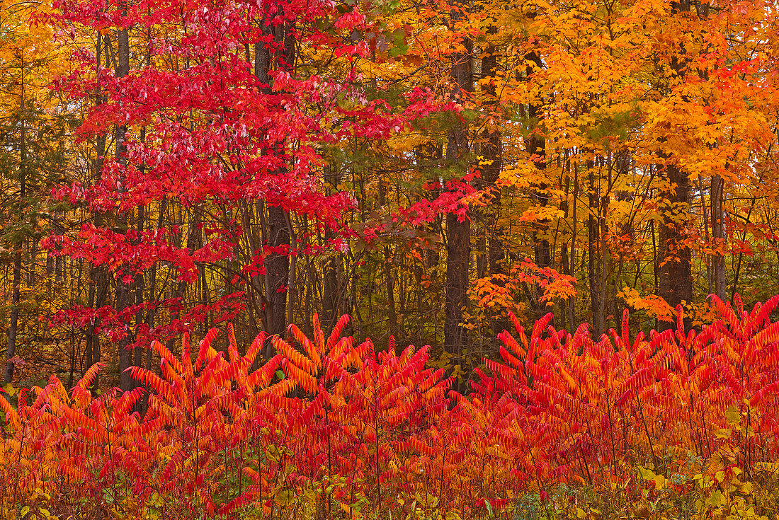 Canada, New Brunswick, Woodstock. Forest in autumn foliage