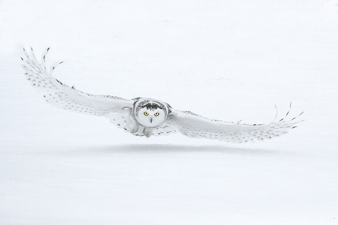 Canada, Ontario, Barrie. Female snowy owl in flight over snow.