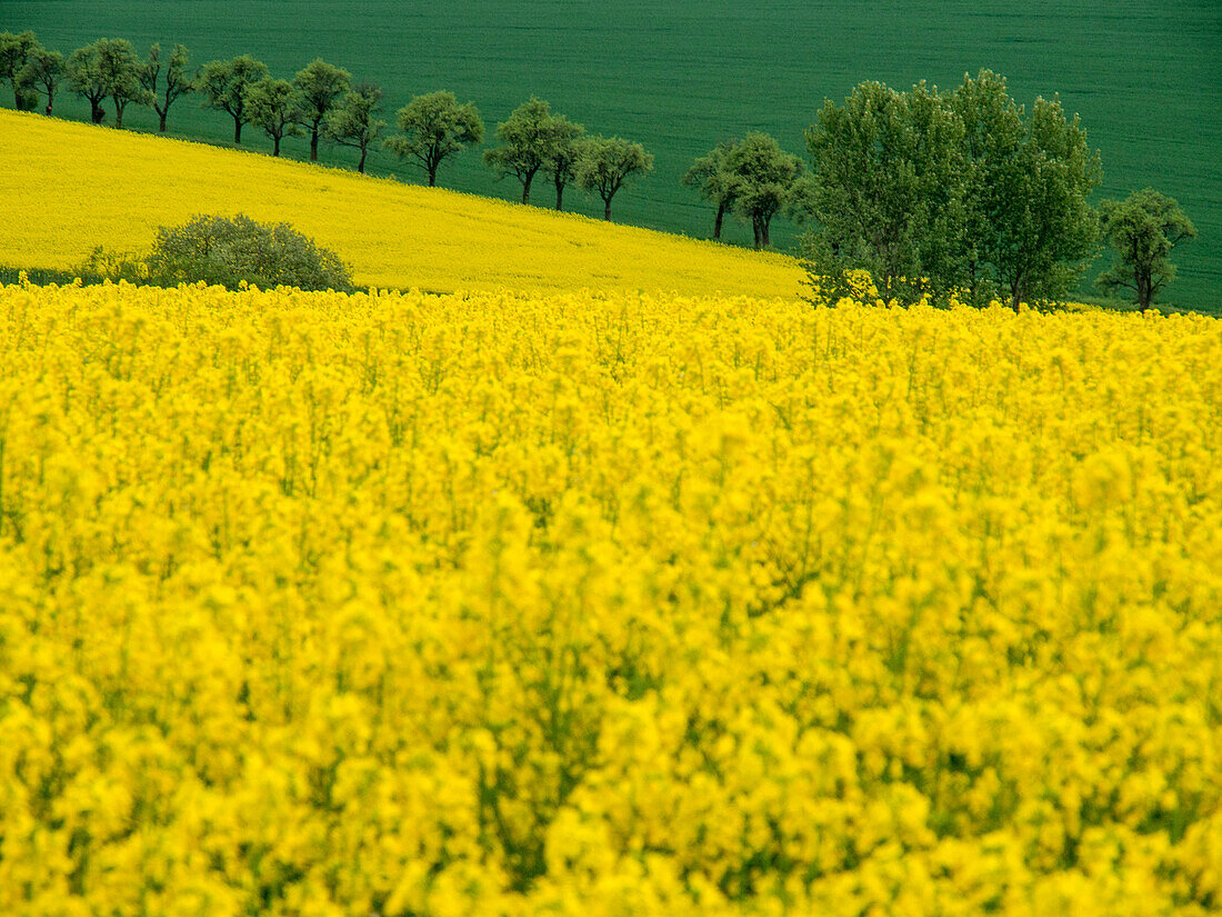 Czech Republic. Trees and canola field.