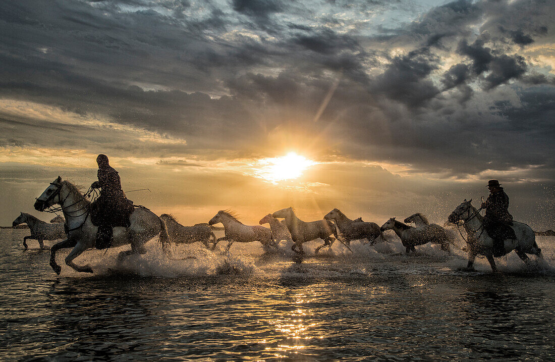 Europa, Frankreich, Provence, Camargue. Pferde laufen bei Sonnenaufgang durchs Wasser.