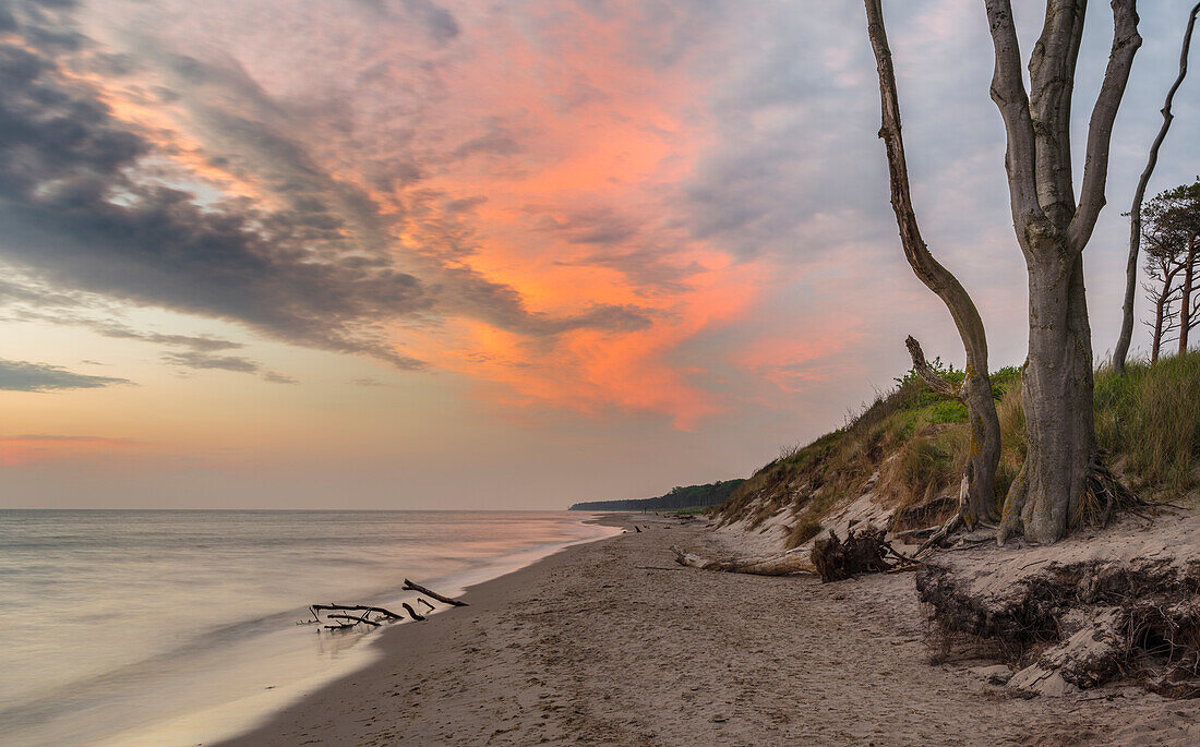 The Weststrand (western beach) on the Darss Peninsula. The beach and the coastal forest is eroded by storms. West-Pomerania Lagoon Area