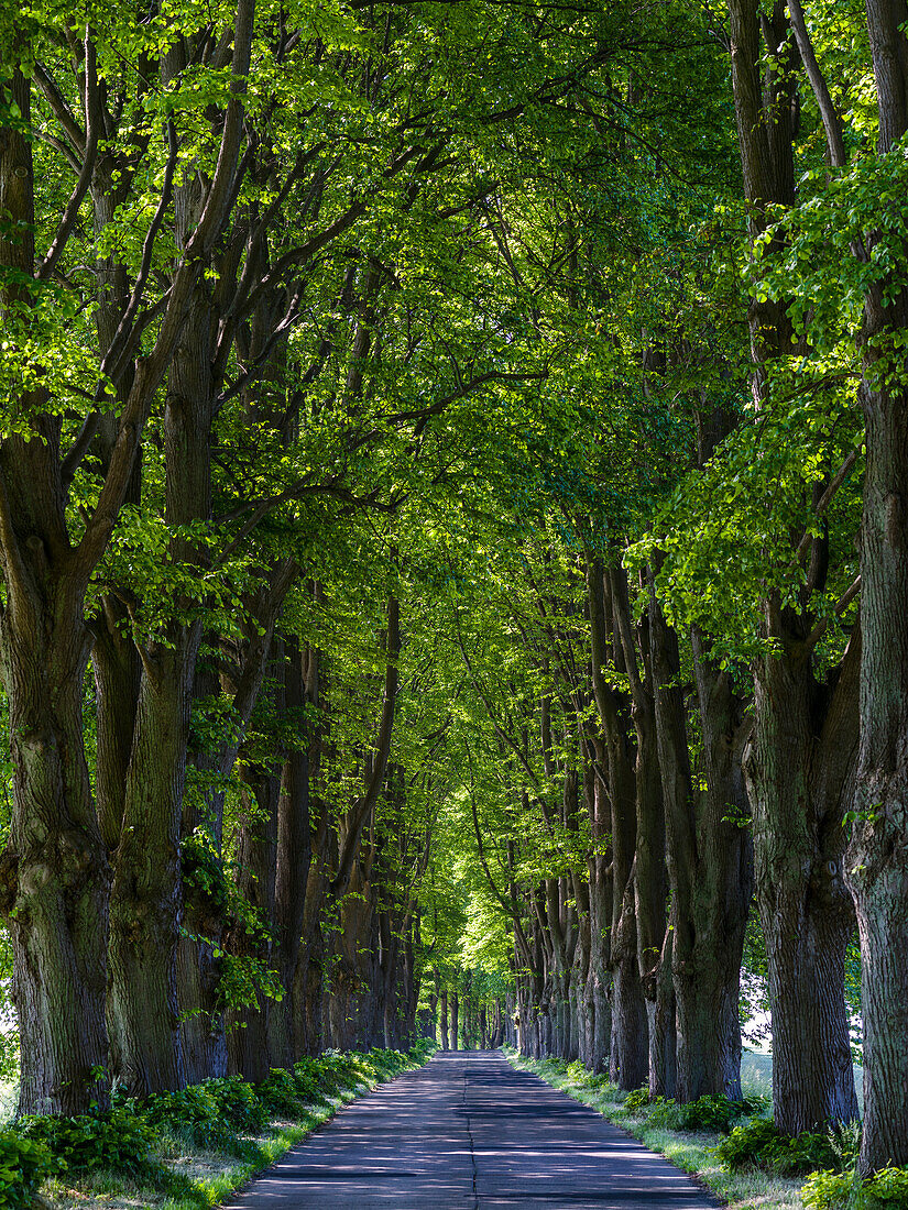 Alley On The Island Of Usedom. Germany, Mecklenburg-Western Pomerania