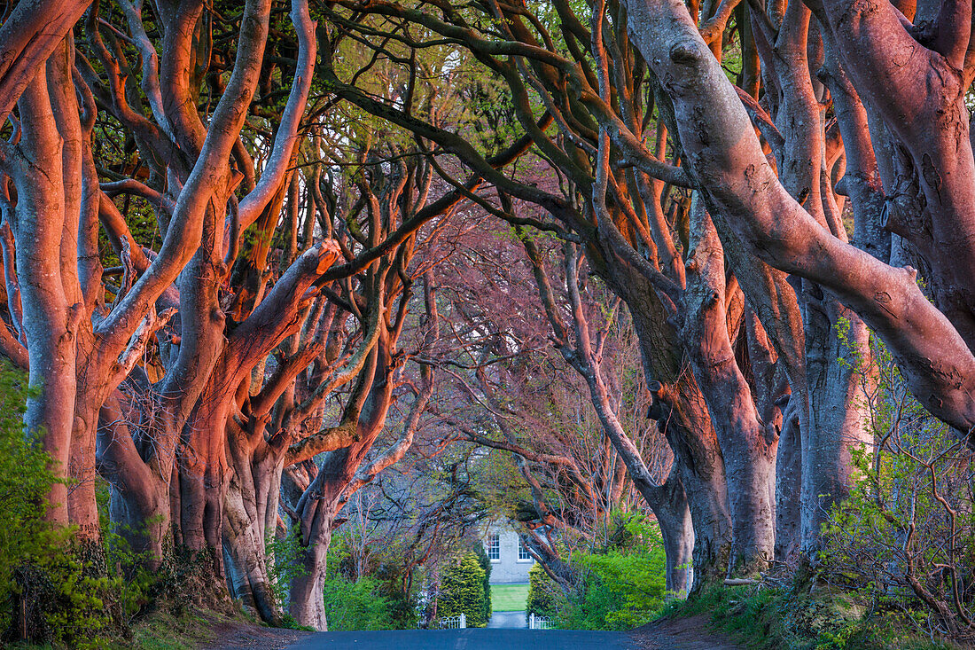 Großbritannien, Nordirland, County Antrim, Ballymoney, The Dark Hedges, von Bäumen gesäumten Straße im Morgengrauen