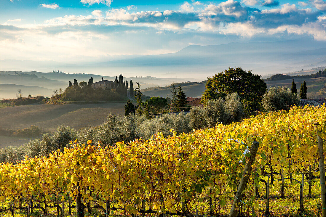 Early morning over vineyard and the Belvedere near San Quirico d'Orcia, Tuscany, Italy
