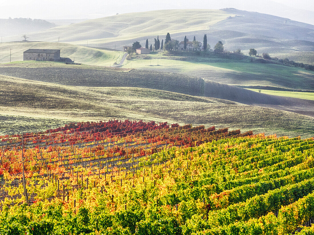 Italy, San Quirico, Autumn Vineyards near San Quirico