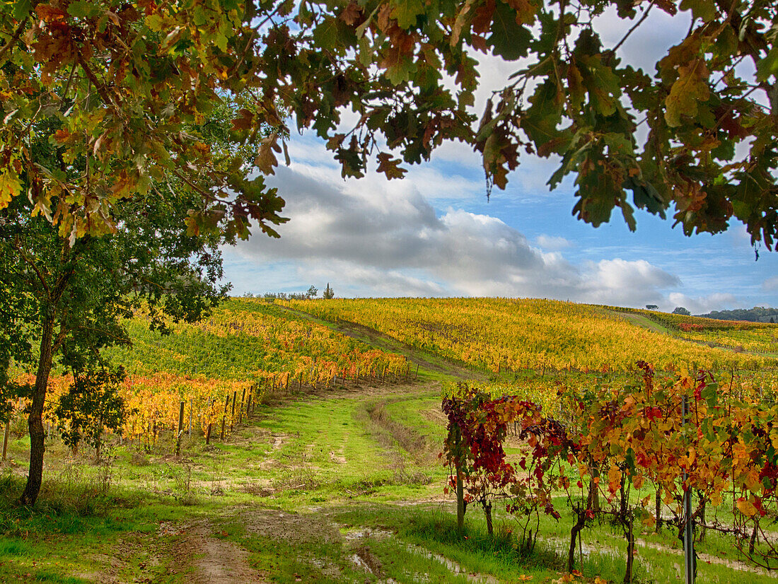 Italy, Montepulciano, Autumn Vineyards near Montepulciano