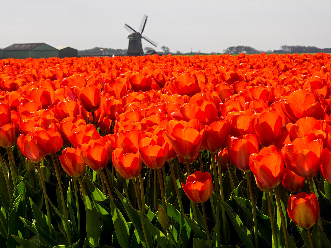 Netherlands, Nord Holland, Field of Tulip with windmill in flowers