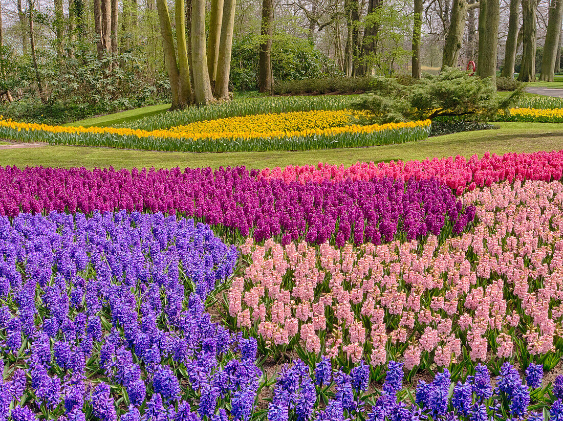 Niederlande, Blumenausstellungen im Keukenhof-Garten