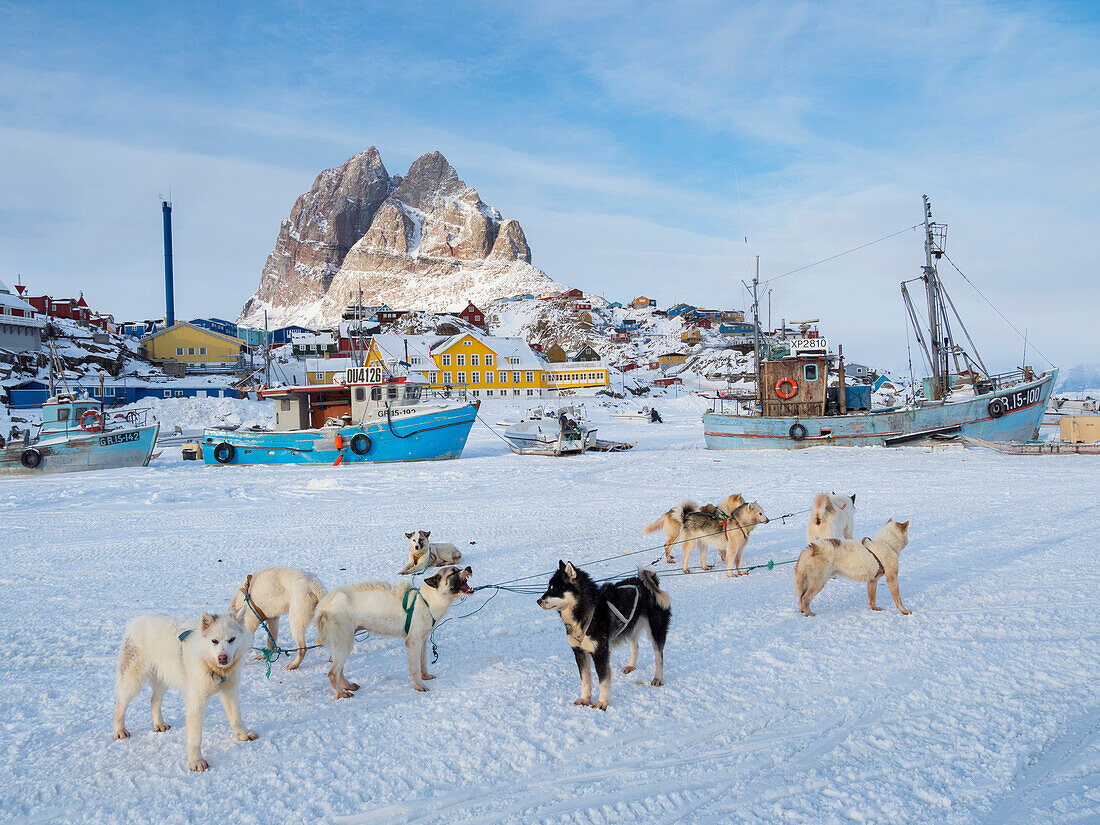 Schlittenhundegespann im Winter in Uummannaq in Grönland. Hundegespanne sind Zugtiere für die Fischer und bleiben den ganzen Winter auf dem Meereis des Fjords. Grönland, Dänemark.