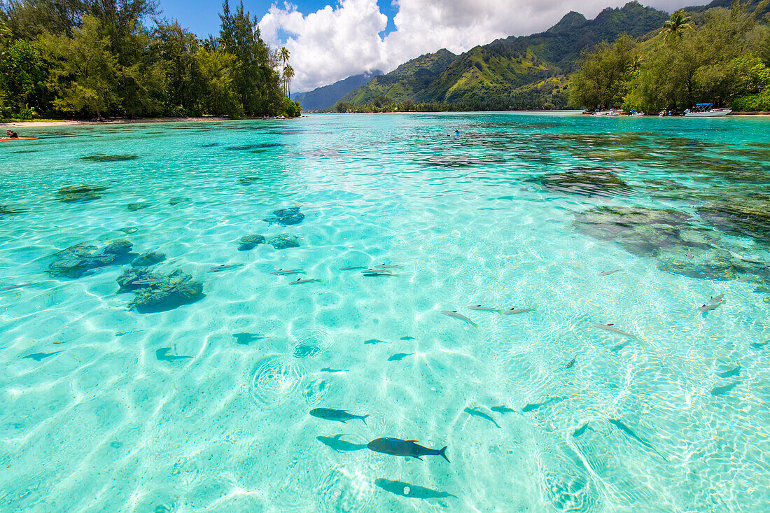 Motu Tiahura and Motu Fareone, Tiahura, Moorea, French Polynesia