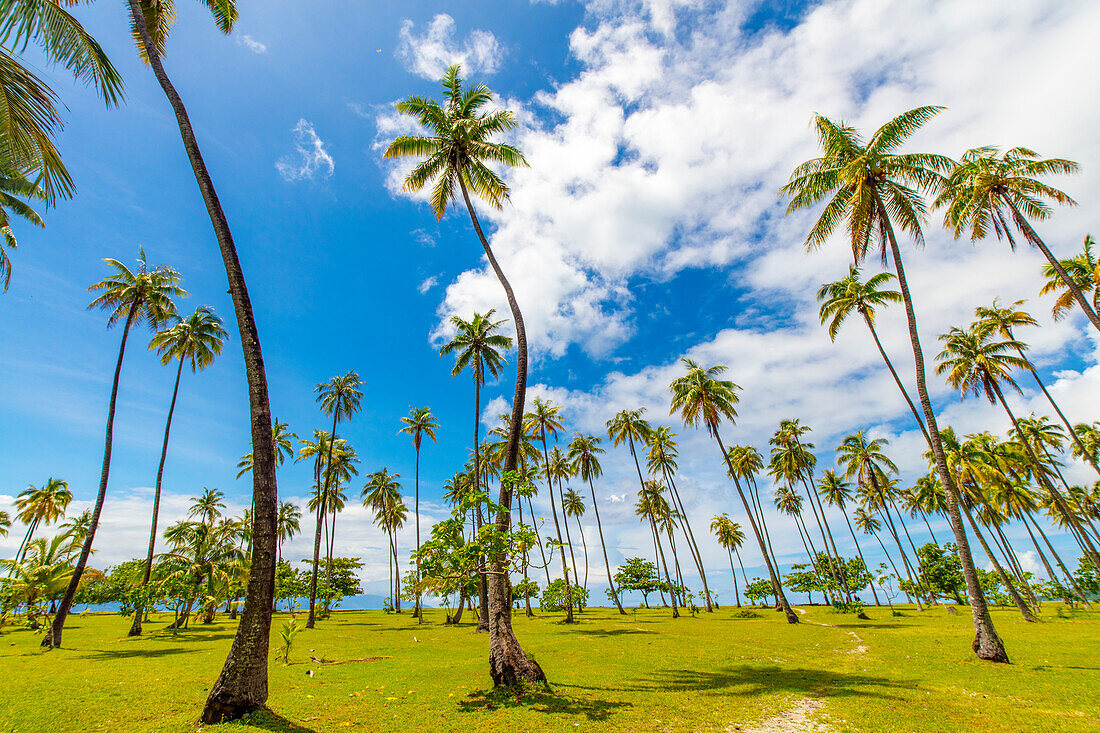 Coconut Grove, Temae, Moorea, Französisch-Polynesien