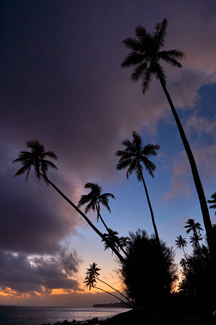 Sonnenuntergang über Kokospalmen und Pazifischer Ozean, Rarotonga, Cookinseln, Südpazifik
