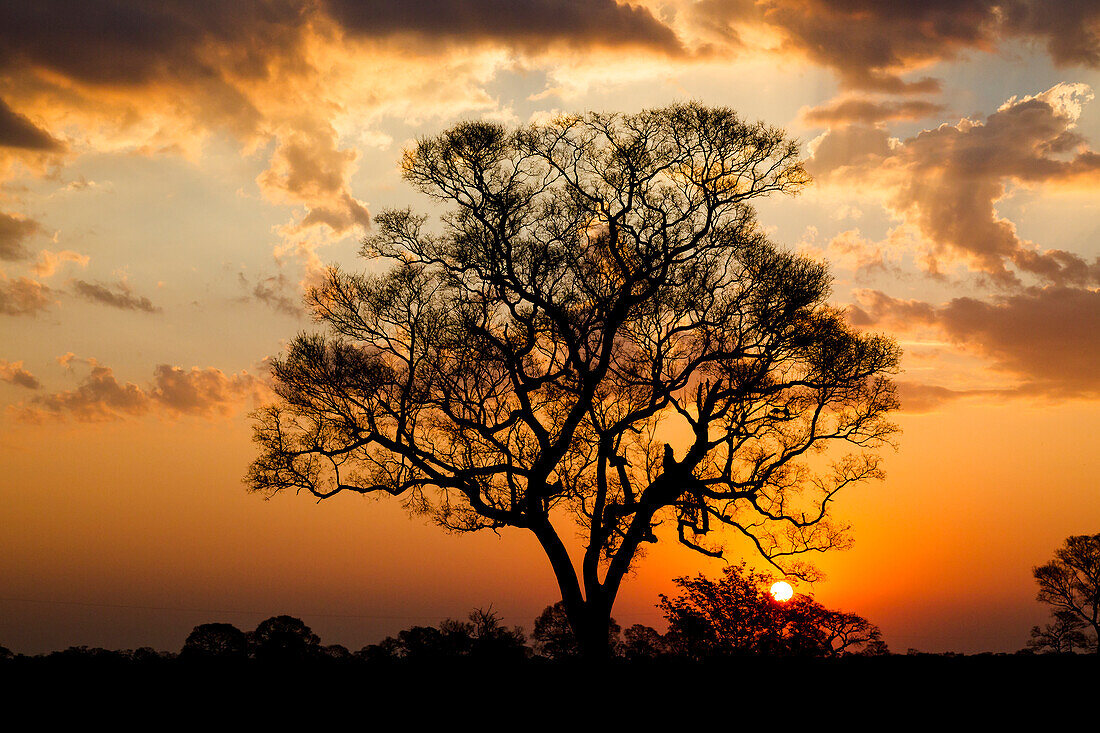 Brasilien, Mato Grosso, Pantanal, Ipe-Baum (Tabebuia Impetiginosa). Rosa Ipe-Baum bei Sonnenuntergang.