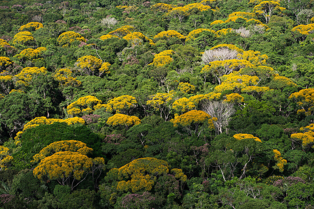 Baldachin des Regenwaldes. Kupinang-Region, Guyana