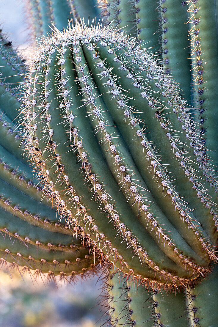 USA, Arizona, Catalina State Park, saguaro cactus, Carnegiea gigantea. A new arm grows from the giant saguaro cactus.