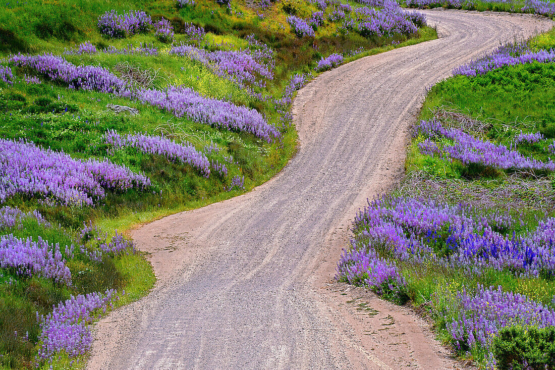 Bald Hills Road durch Lupinenblüten, Kalifornien