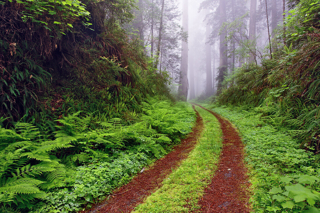 Old roadway through foggy redwood forest, Redwood National Park, California