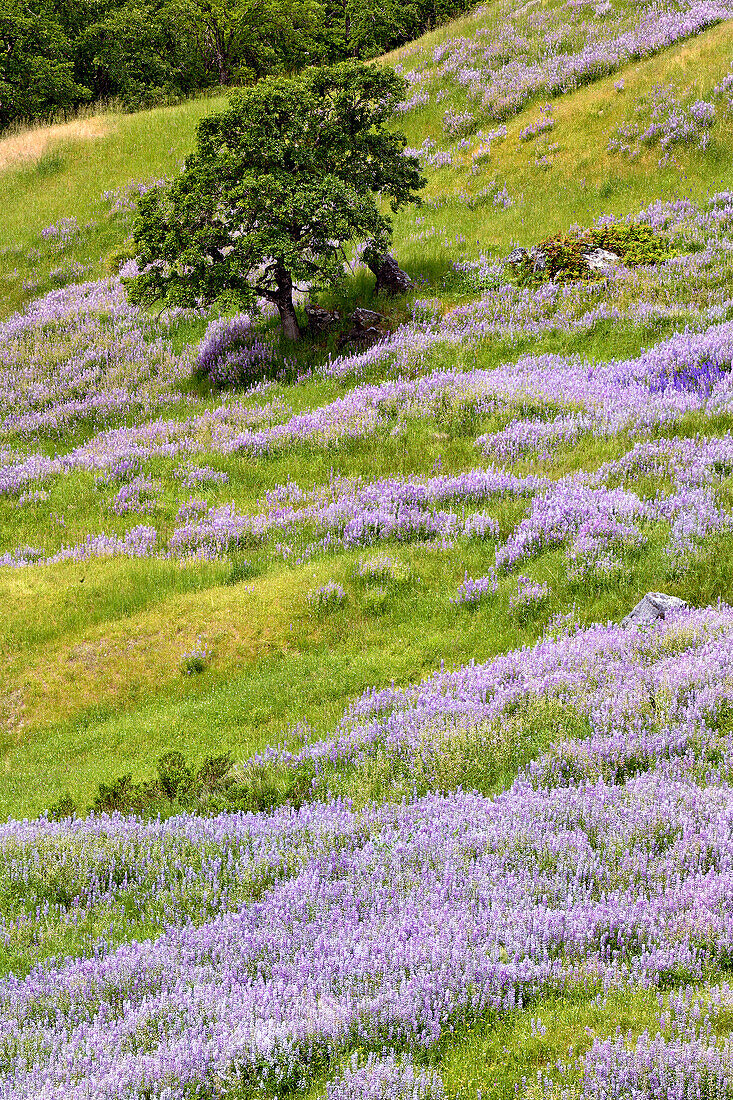 Lupine flowers on hillside, Dolason Prairie, California