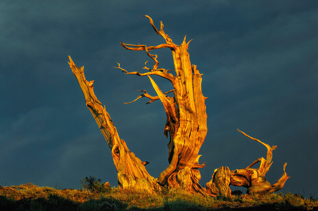 Bristlecone pine at sunset, White Mountains, Inyo National Forest, California