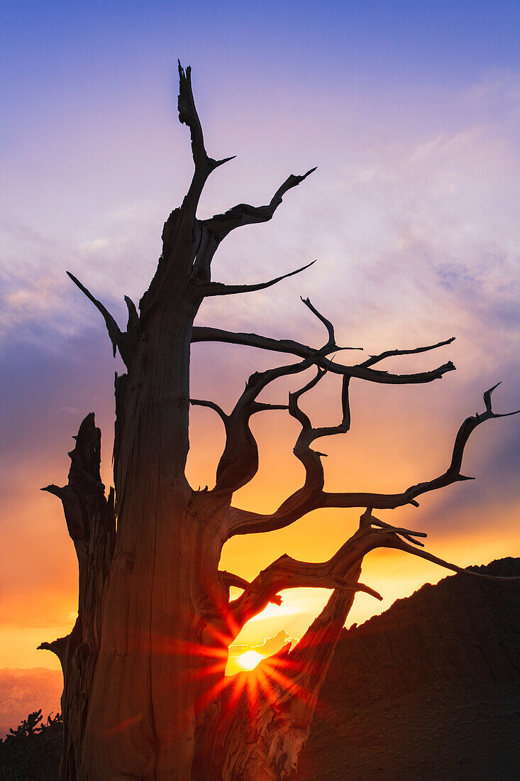 Silhouette einer Borstenkiefer bei Sonnenuntergang, White Mountains, Inyo National Forest, Kalifornien